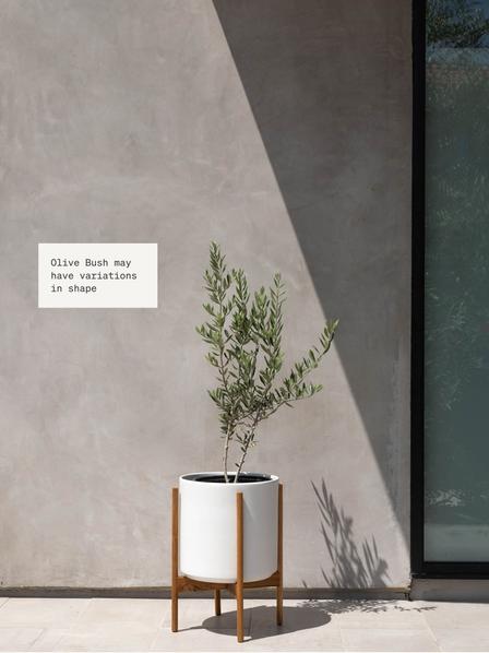 Olive Bush