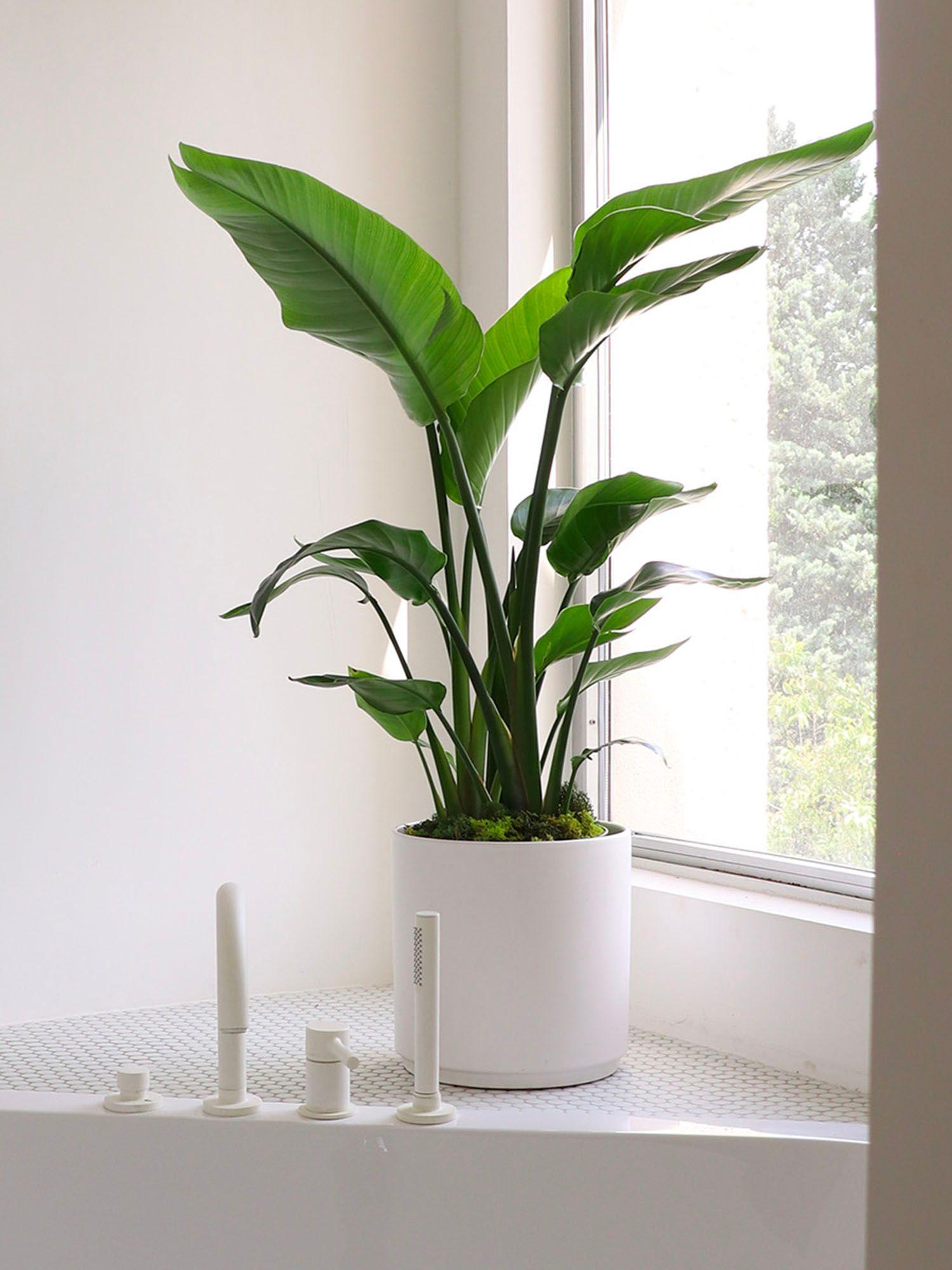 La salle de bain bien que souvent sombre et un emplacement idéal pour certaines plantes d'intérieur. Découvrez notre sélection de plantes vertes en pot parfaites pour apporter un effet jungle à votre salle de bain.