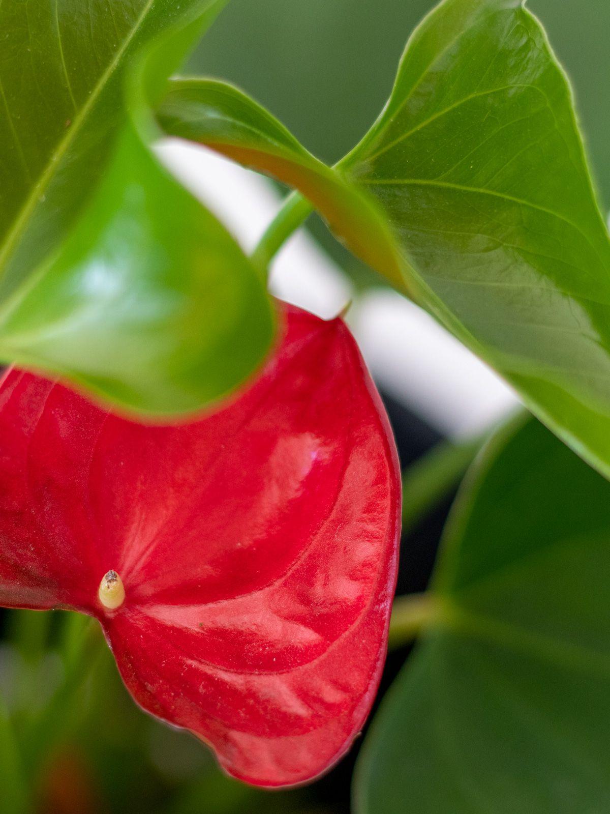 Anthurium - King of Hearts Small (8-12 inches tall) + Mid-Century ...
