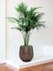 Kentia Palm
