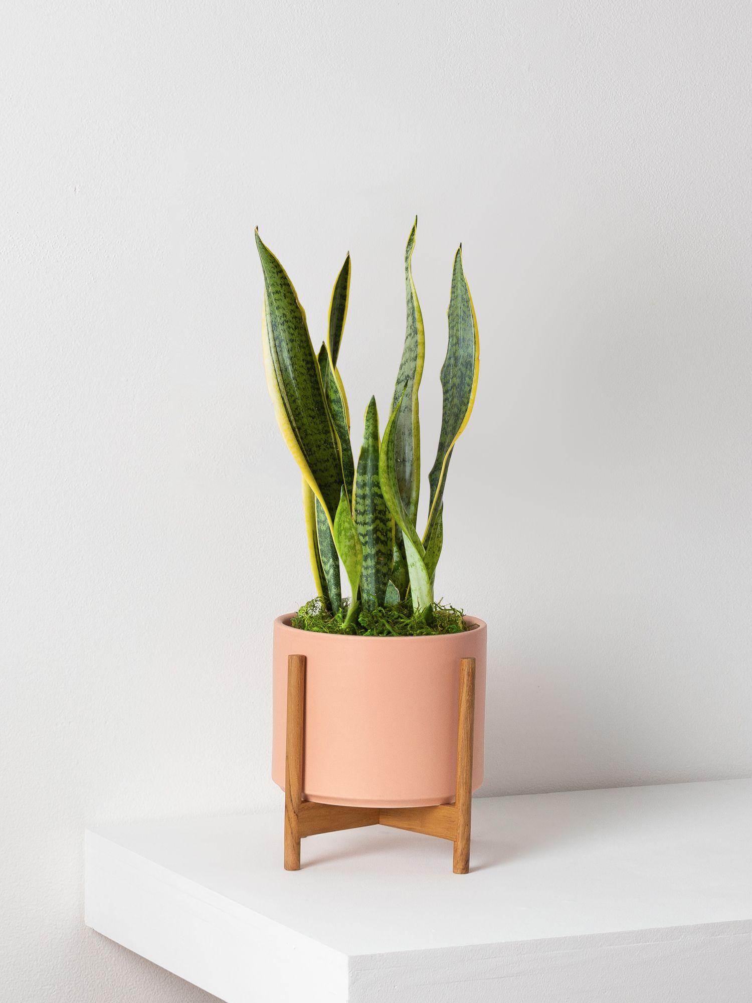 Snake Plant Laurentii