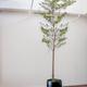 Black Olive Tree