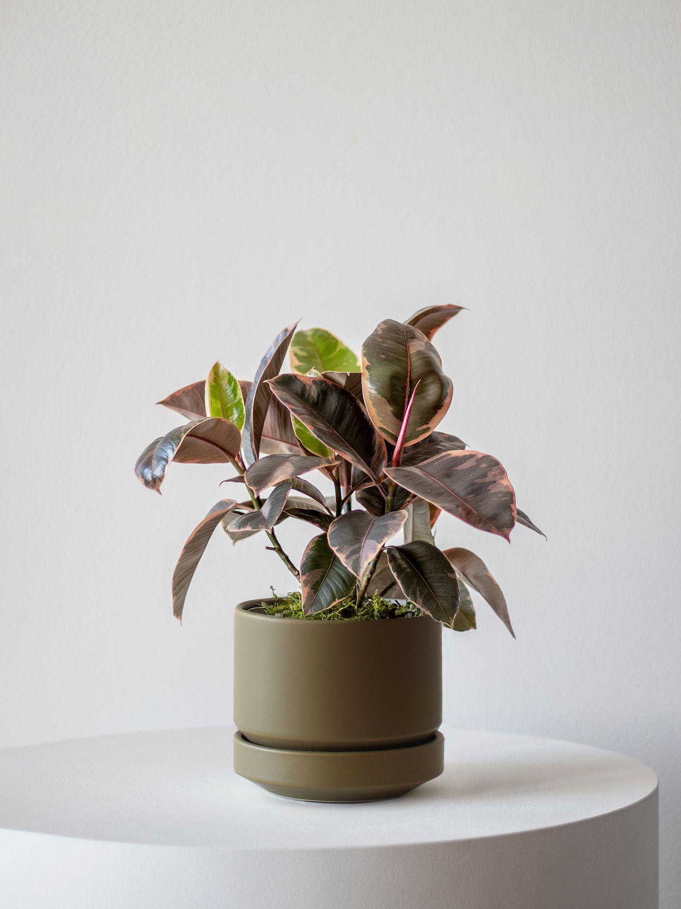 Pink Rubber Plant
