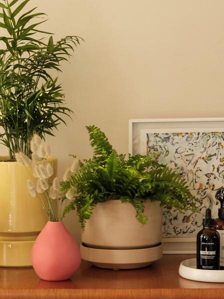 Boston Fern