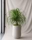 Ponytail Palm