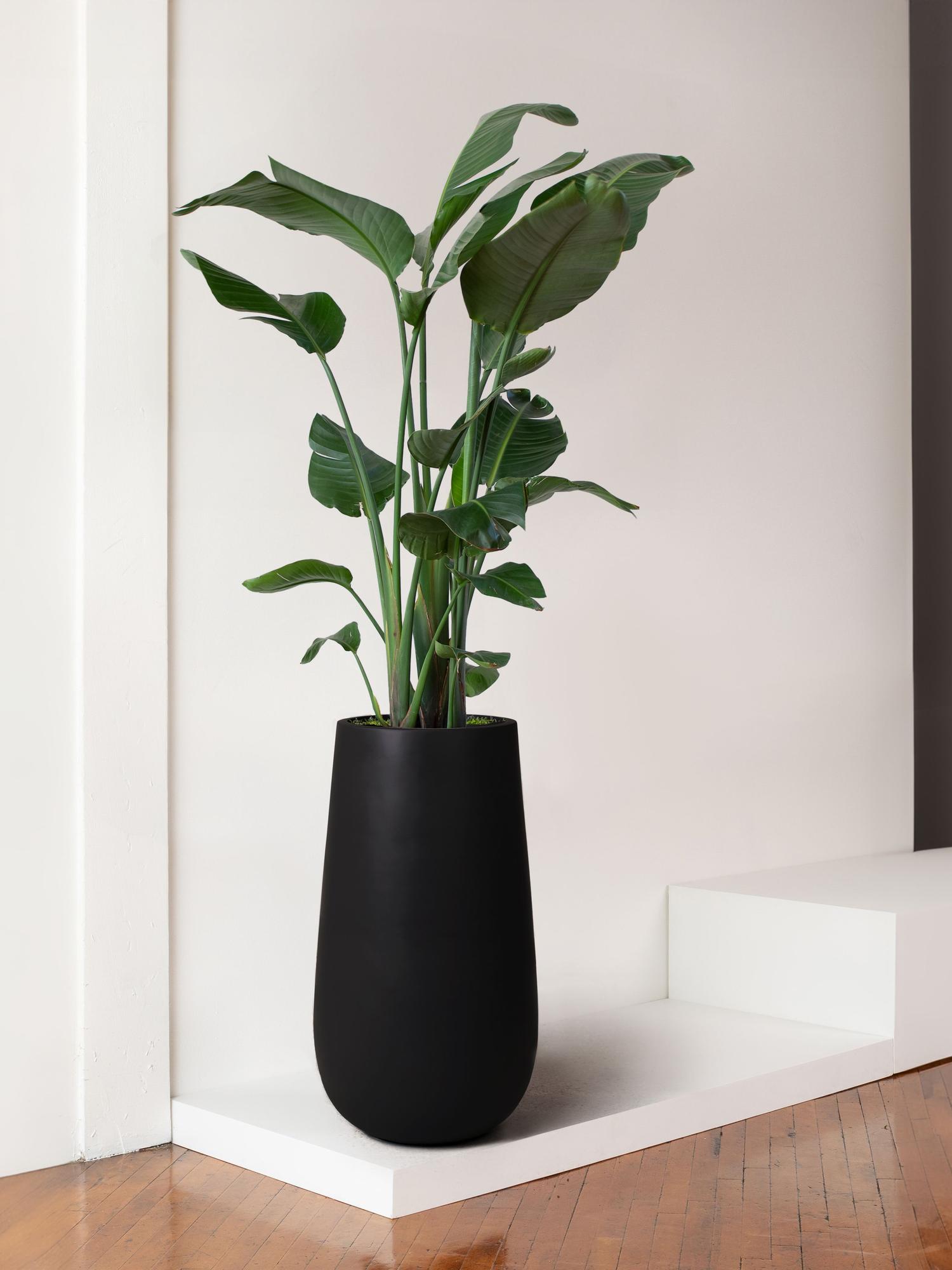 Bird of Paradise With Flute Pot Extra Large 8 ft tall – Gray