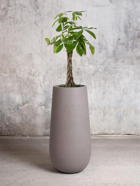 Braided Money Tree