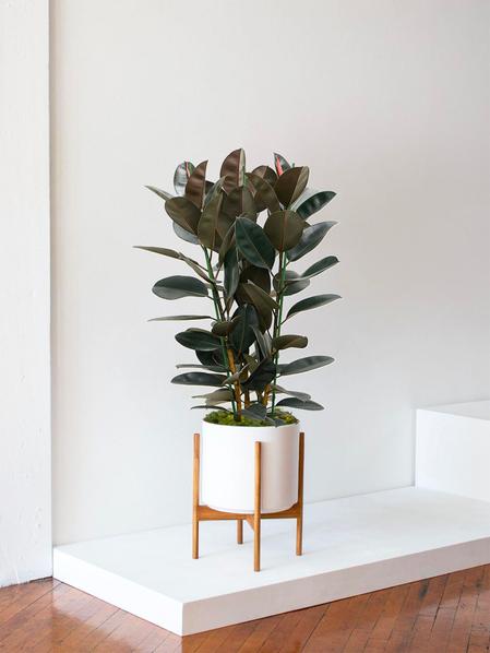 Ficus Elastica Abidjan