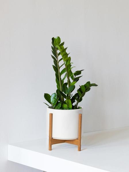 Joyau de Zanzibar - Mid-Century