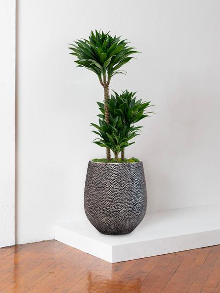 Dracaena Fragrans Compacta