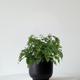 Maidenhair Fern