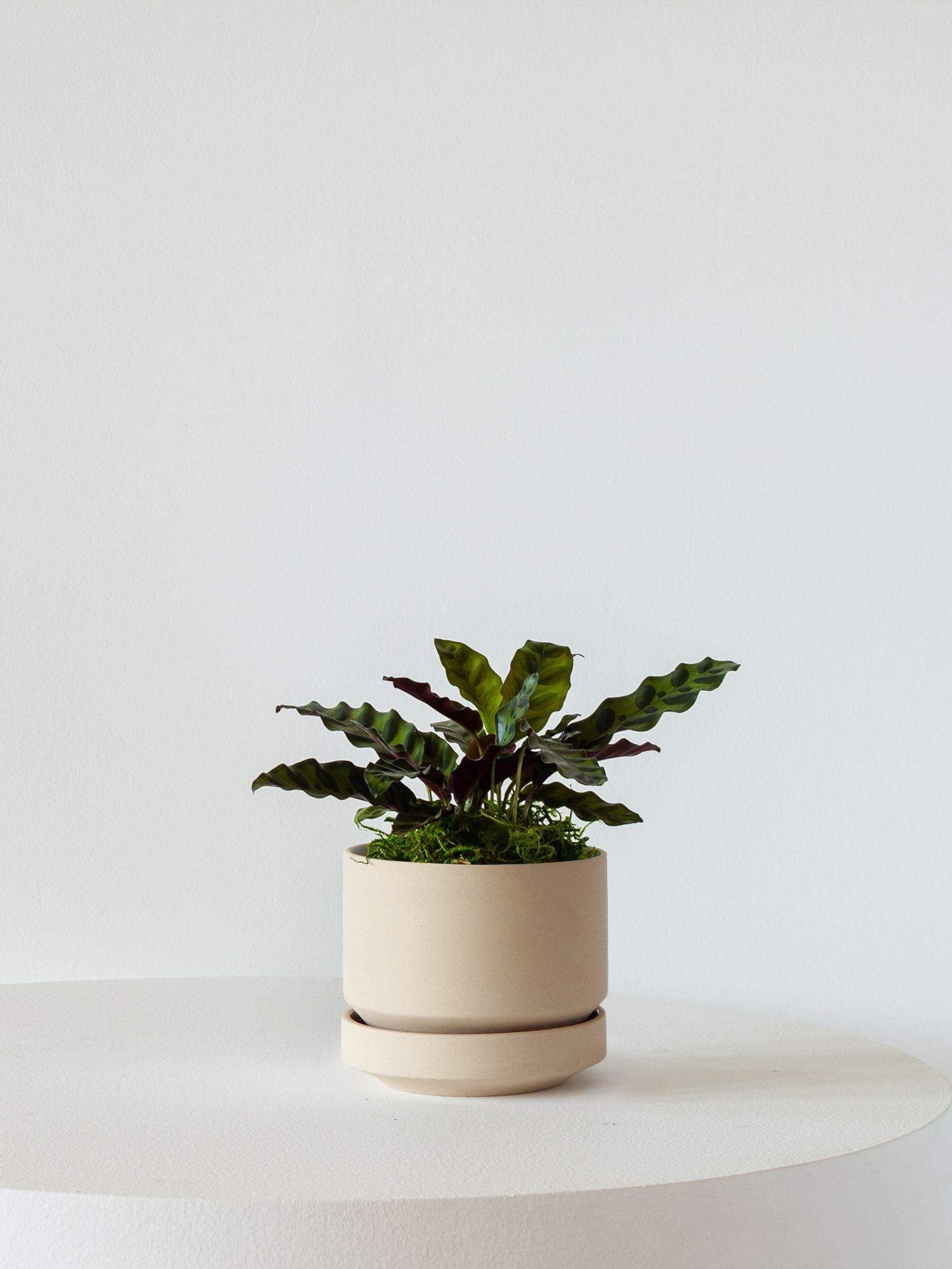 Calathea Rattlesnake
