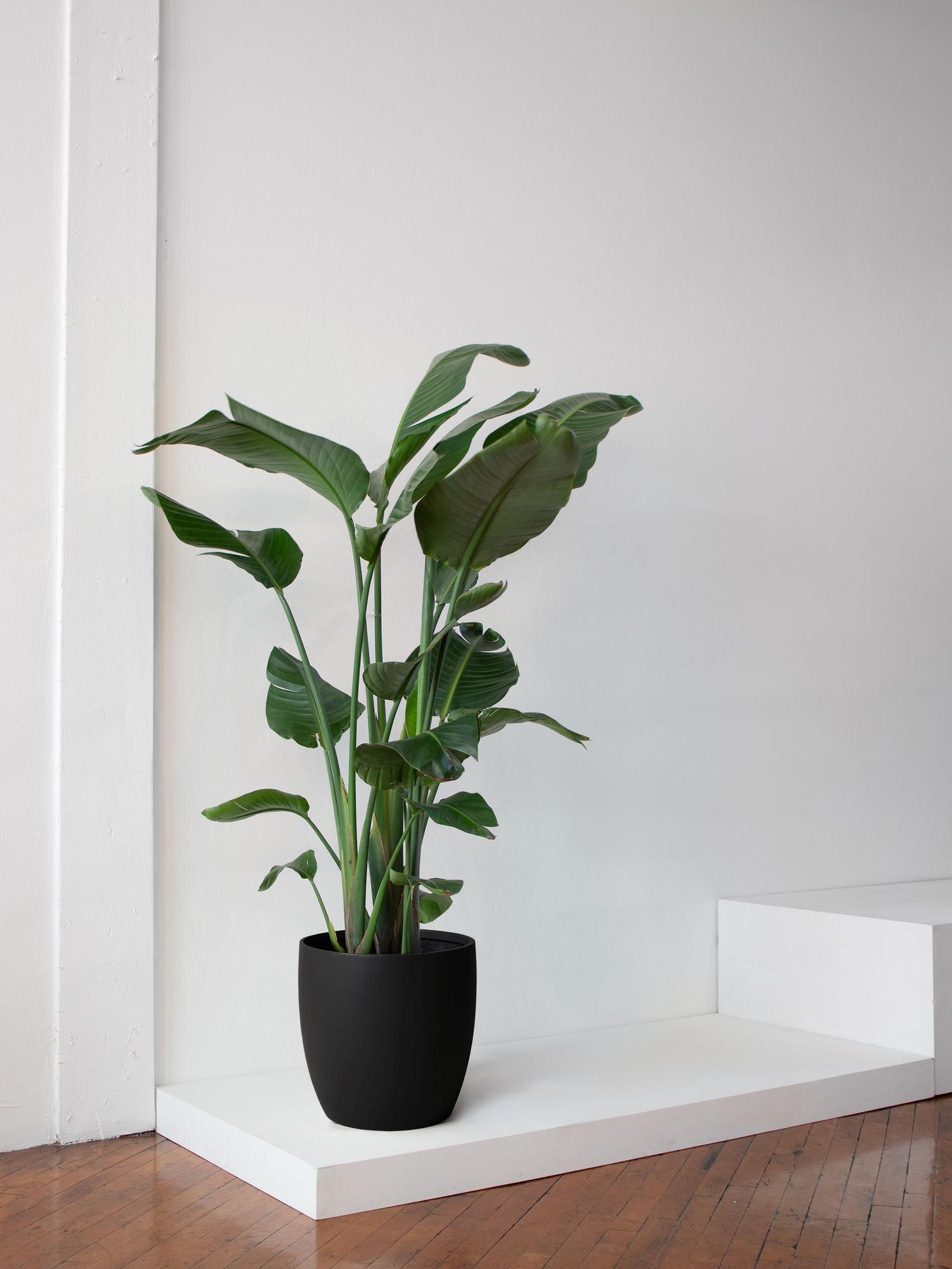 Bird of Paradise Extra Large (5-6 ft tall) – Gray Mediterra Pot