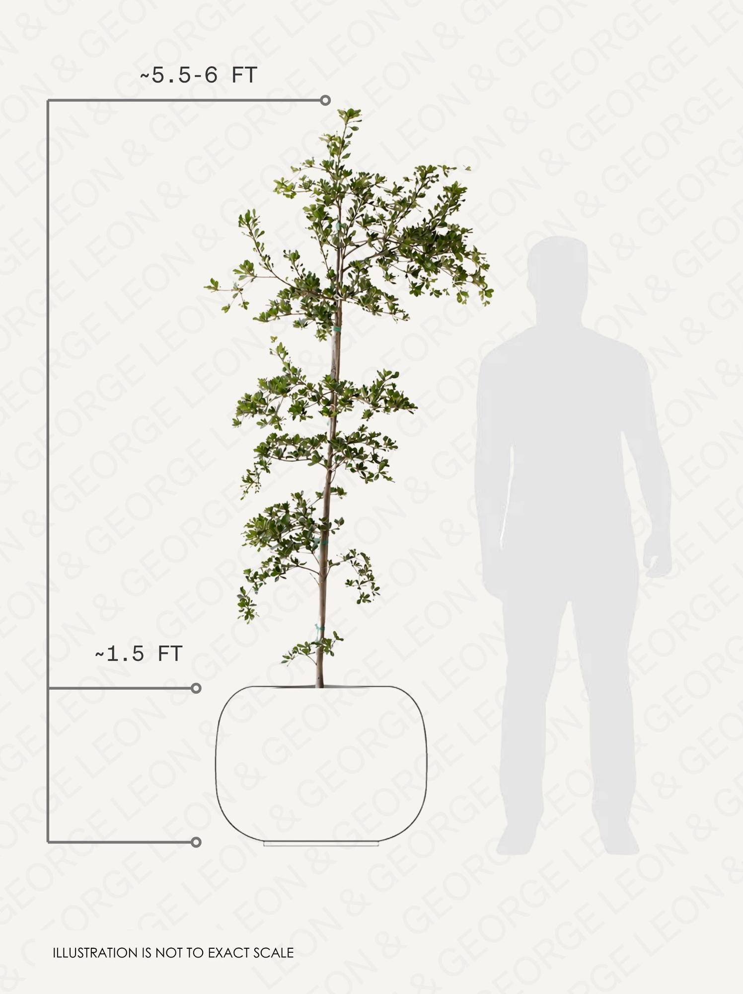 Black Olive Tree