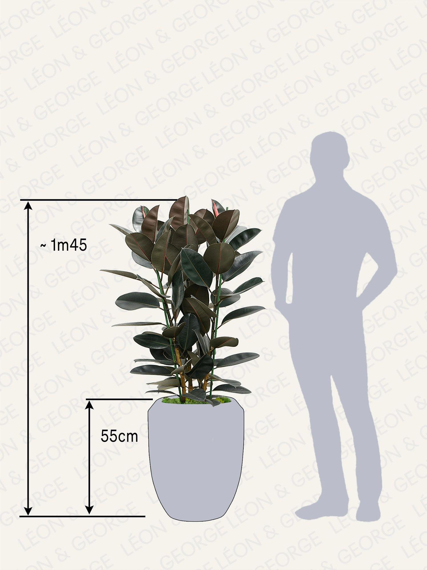 Ficus Elastica Abidjan