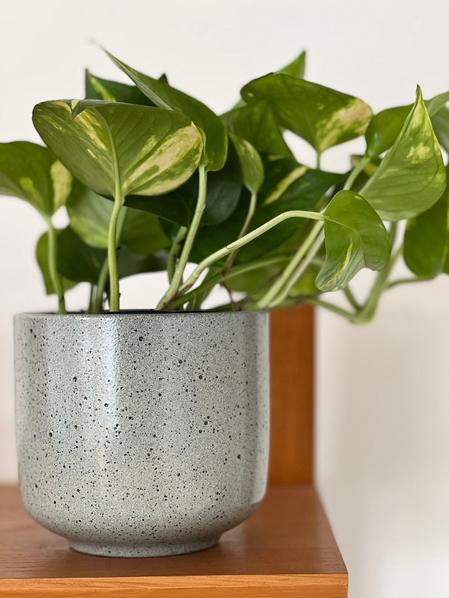 Pothos Cascade