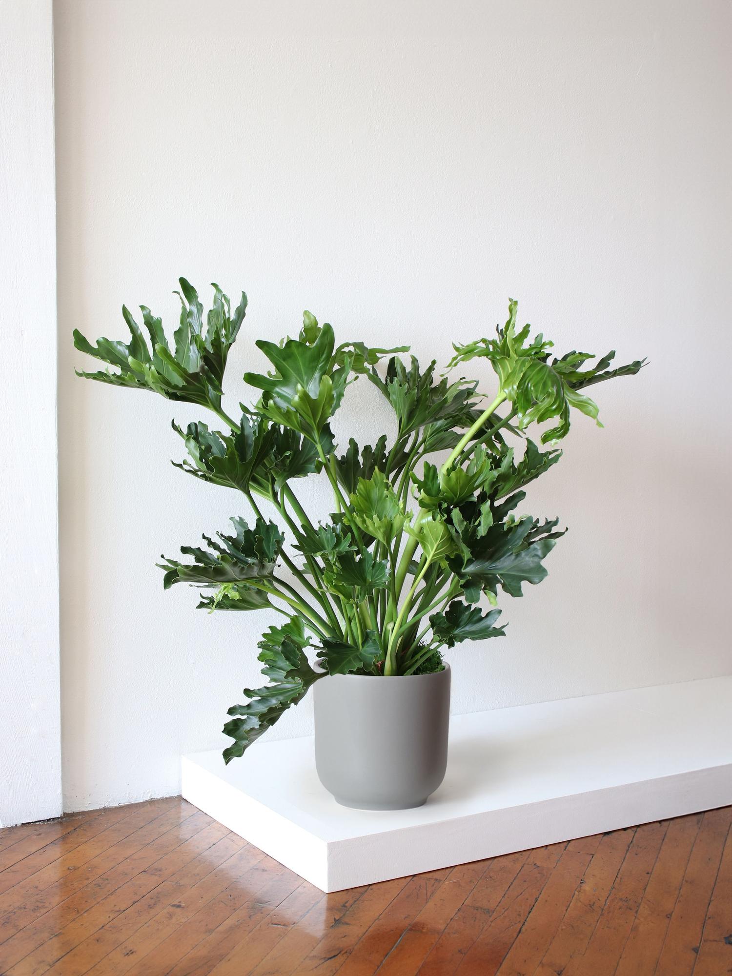 Hope Philodendron