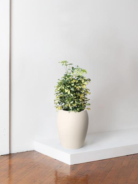 Schefflera Gold Capella