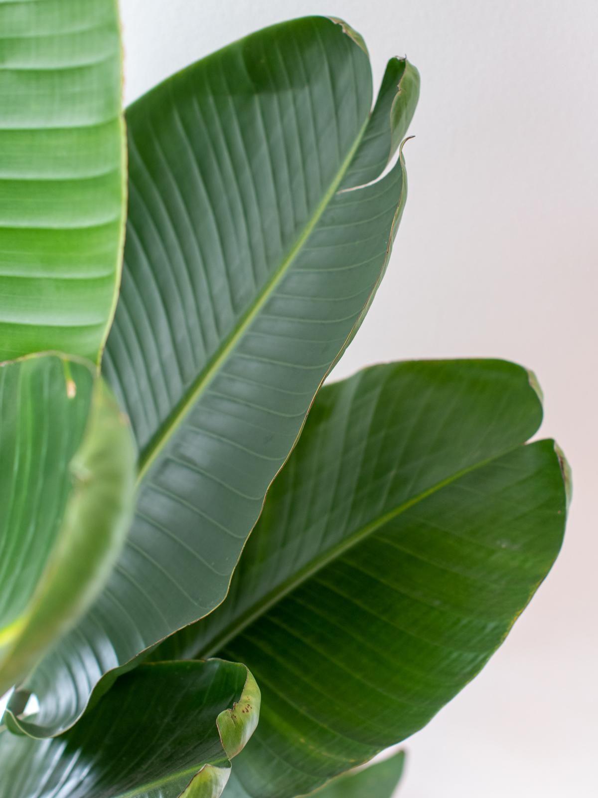 Bird of Paradise XXL