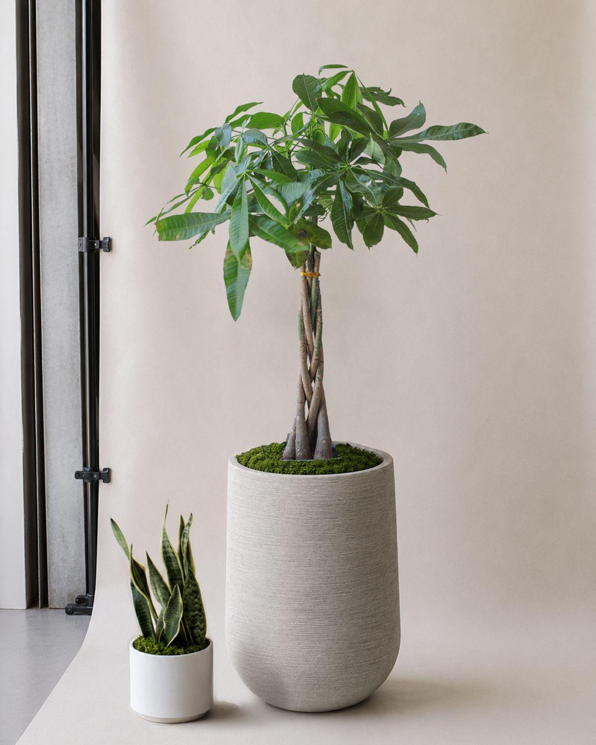 Braided Money Tree scale image