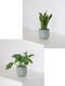 Schlangenpflanze & Pothos Cascade Duo