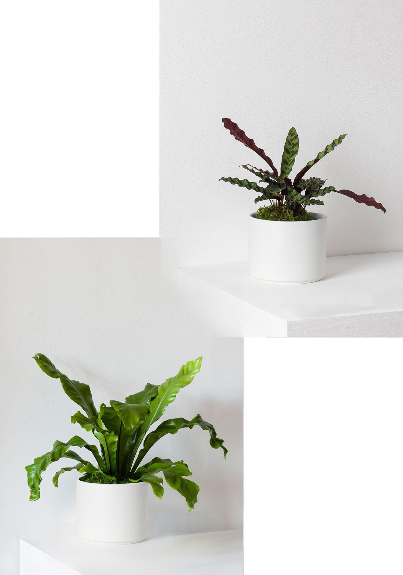 Rattlesnake & Bird’s Nest Duo