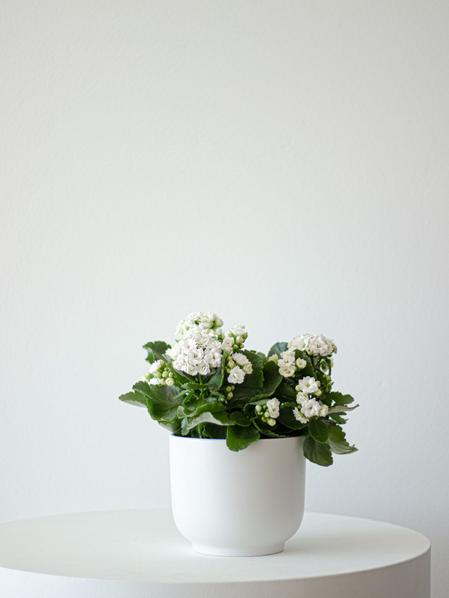 Snowdrop Calandiva