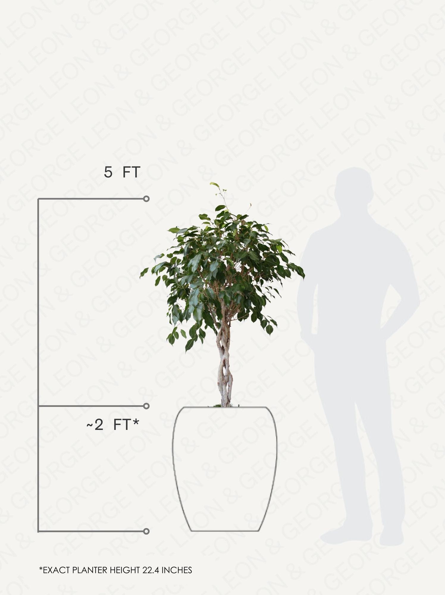 Ficus Benjamina