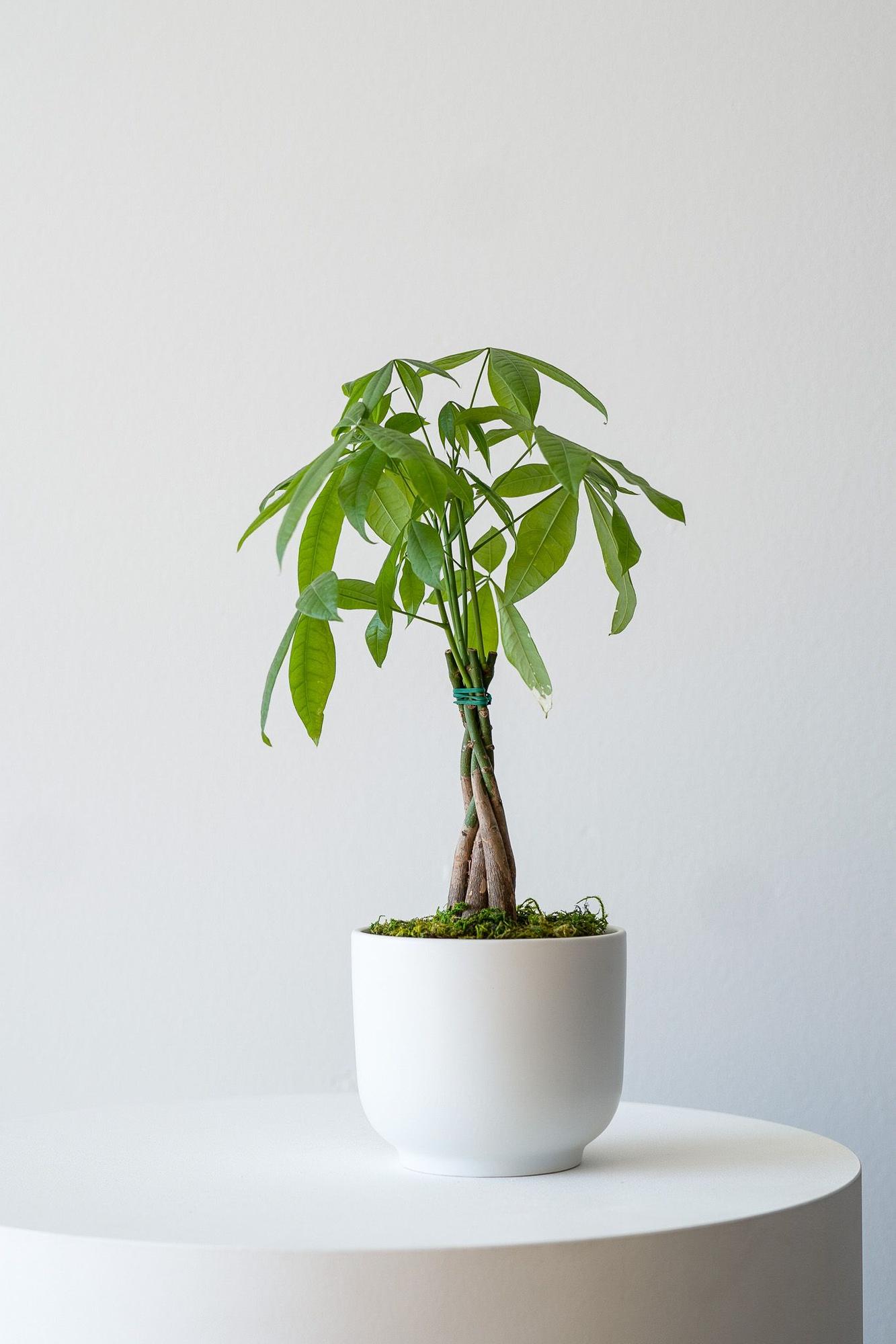 Medium Braided Money Tree, potted plant, shipped by Léon