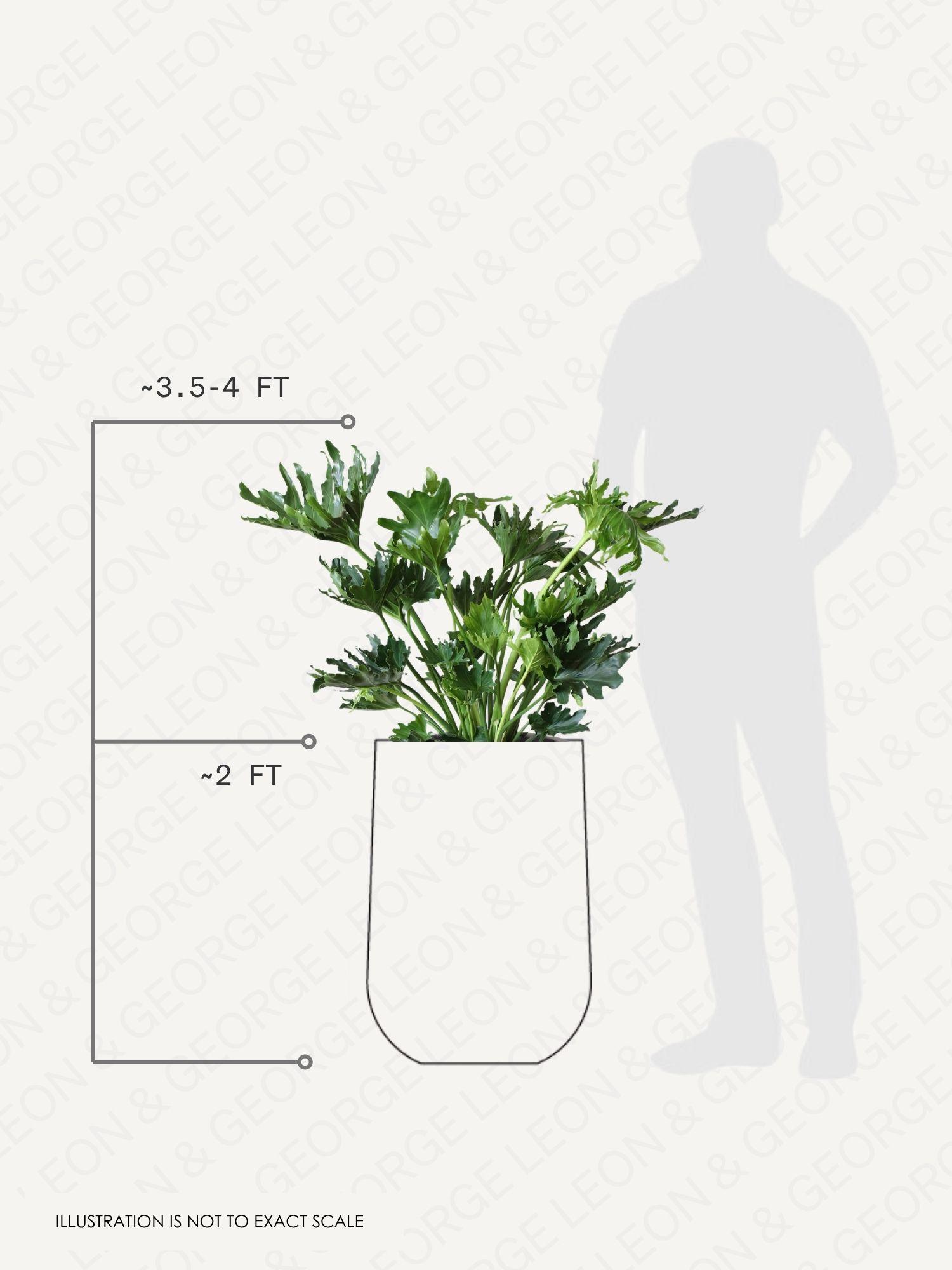 Hope Philodendron