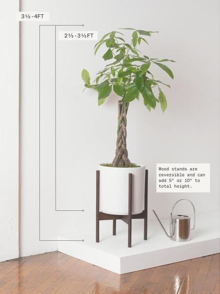 How big do money trees deals get