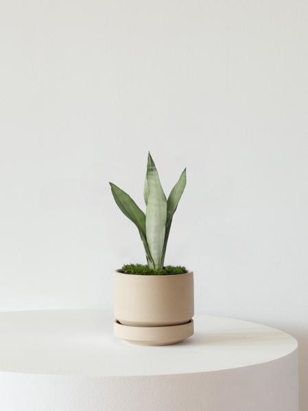 Moonshine Snake Plant