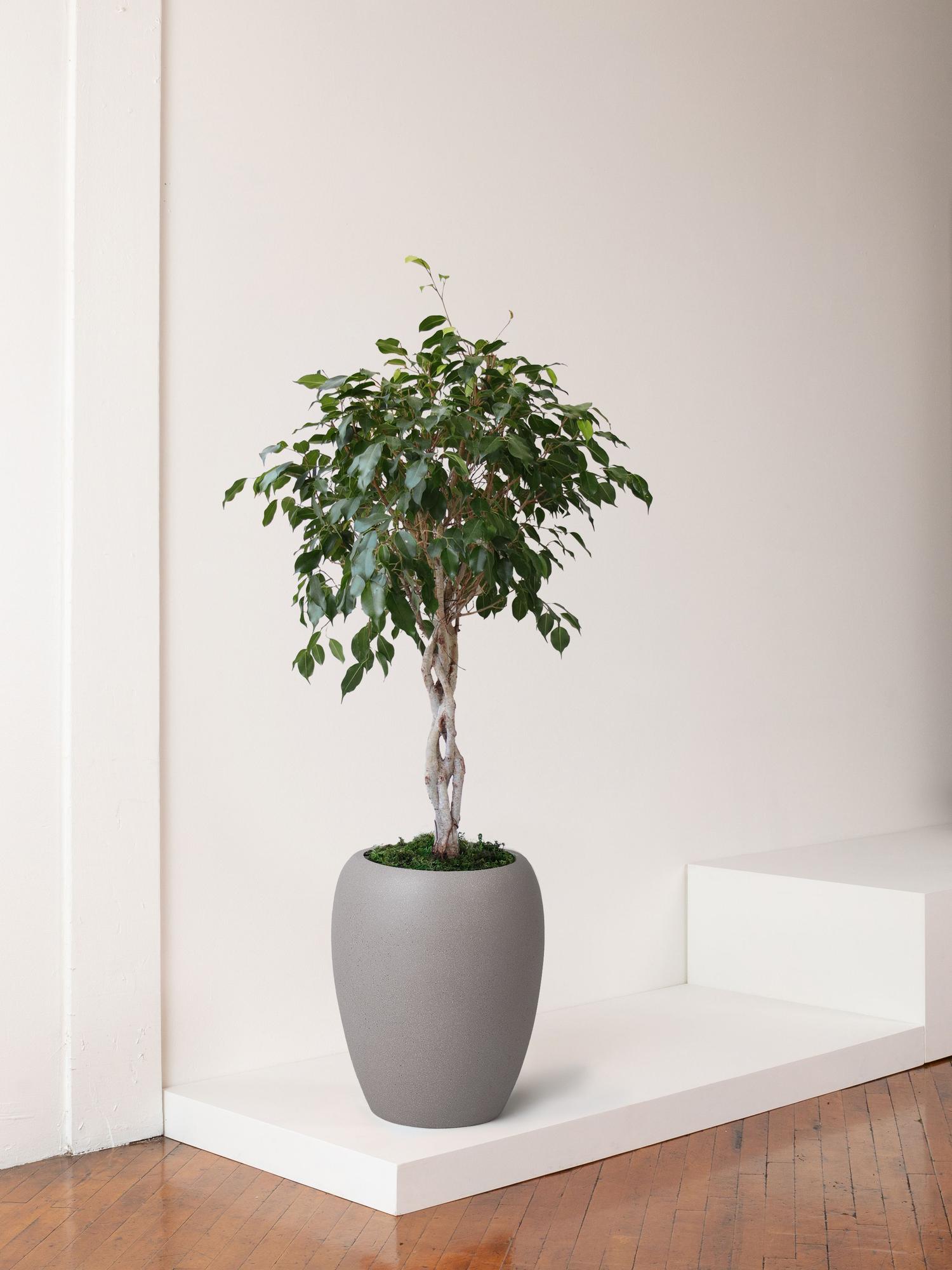 Ficus Benjamina