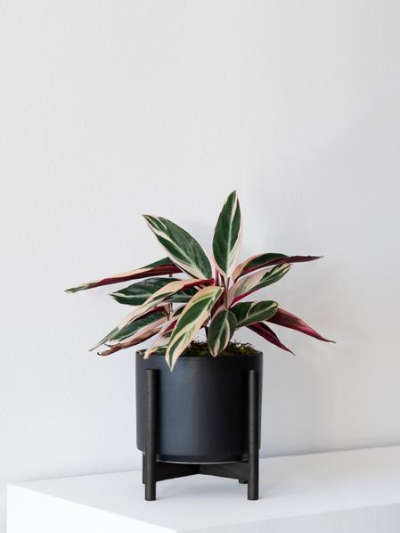 Magenta Triostar