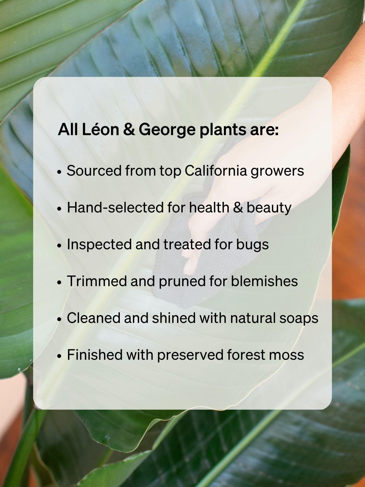 Fiddle Leaf Fig Tree XXL