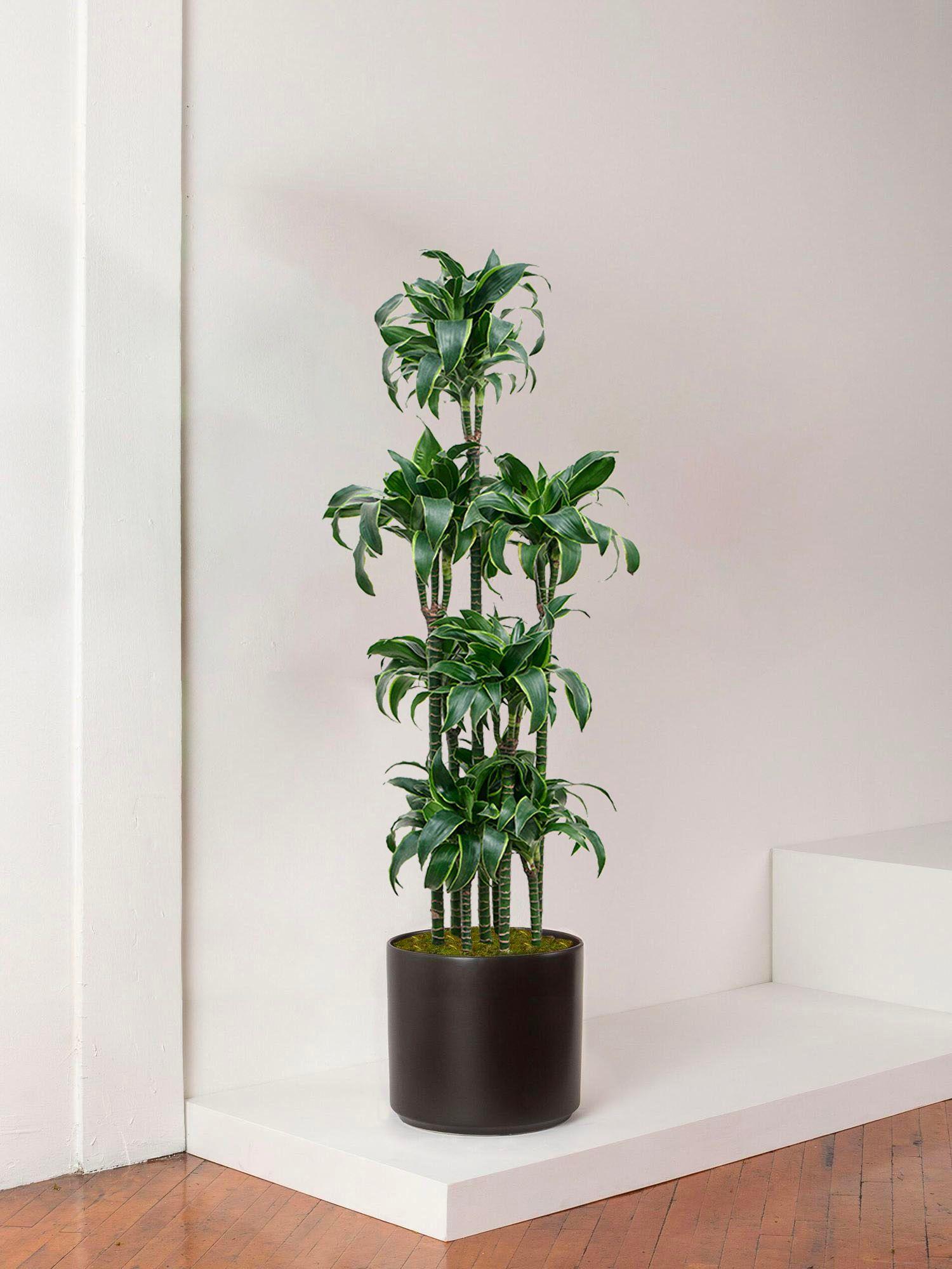 Dracaena Fragrans Dorado