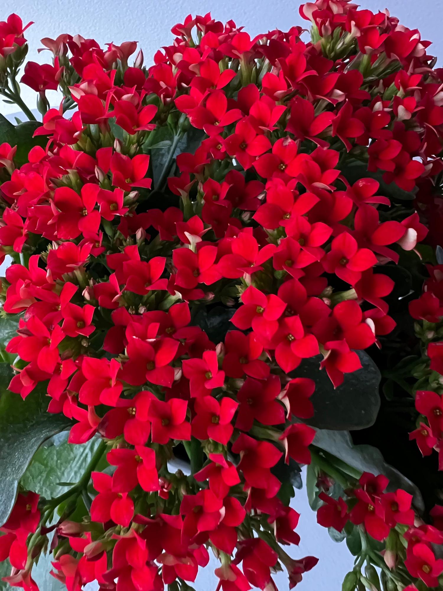 Candy Hearts Calandiva