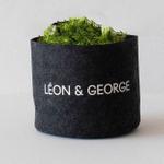 Tiger Evergreen - No Decorative Pot - Plant Only