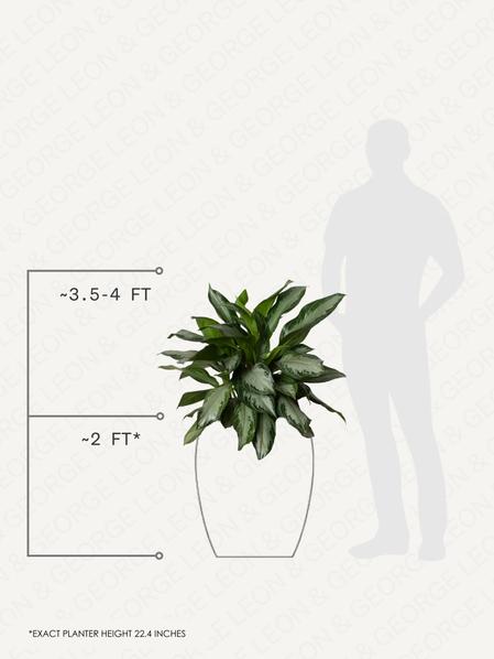 Silver Evergreen