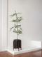 Black Olive Tree