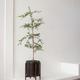 Black Olive Tree