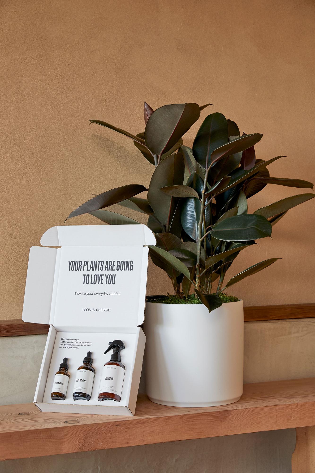 Preventive Plant Care Essentials