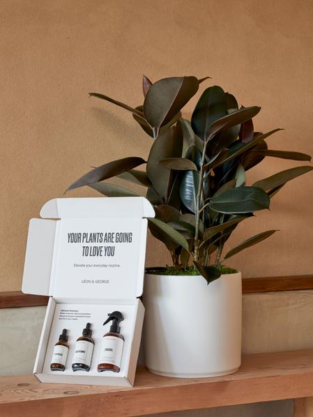 Preventive Plant Care Essentials