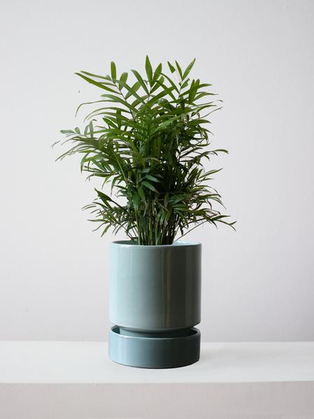 Parlor Palm