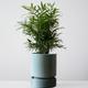 Parlor Palm