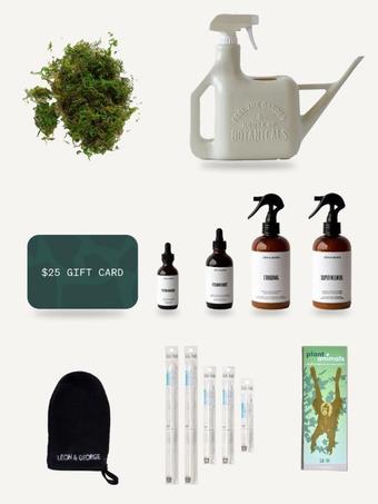 indoor plants picture