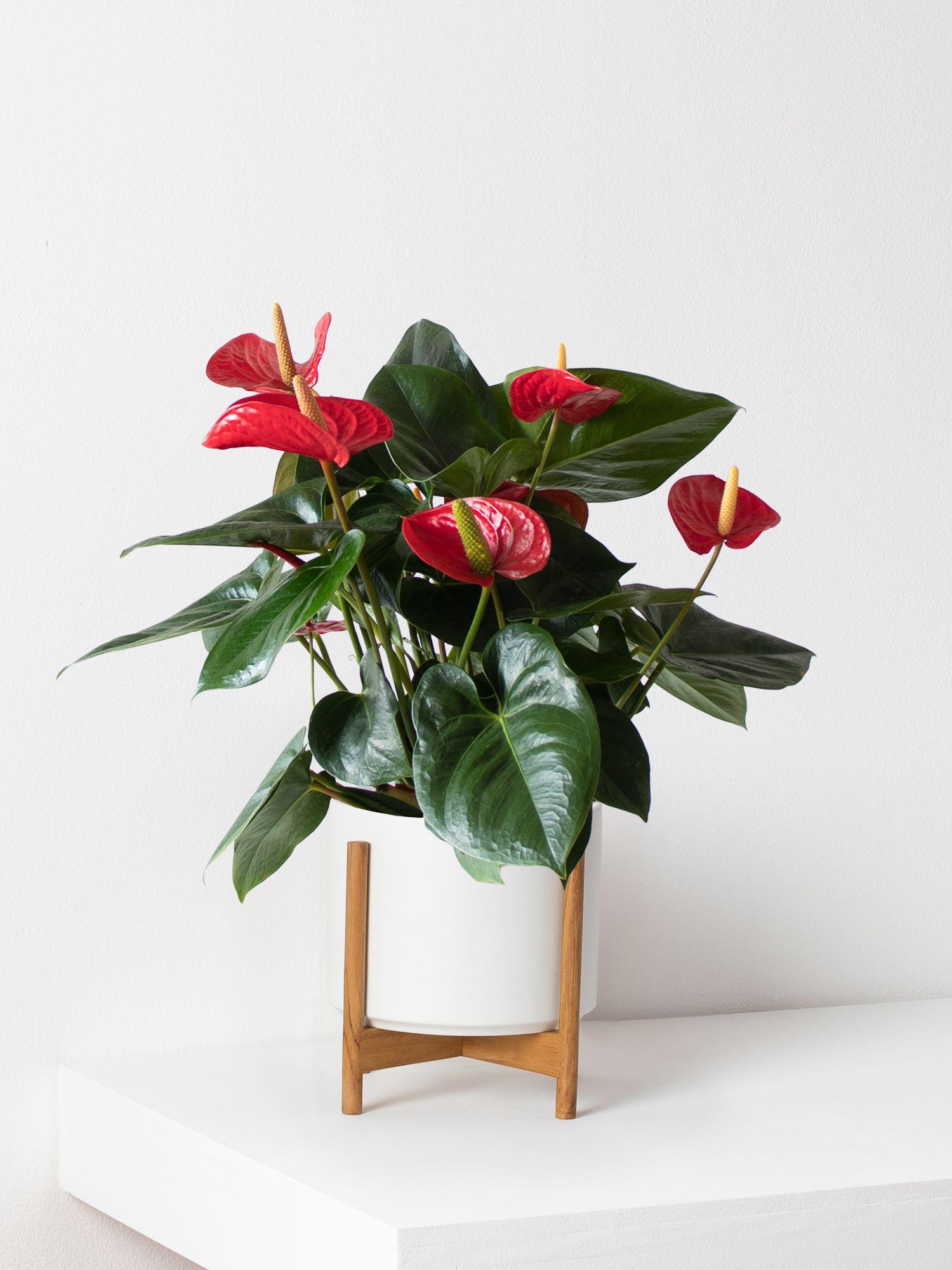King of Hearts Anthurium With Mid-Century Pot Medium 1-2 ft tall ...