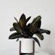 Rubber Plant