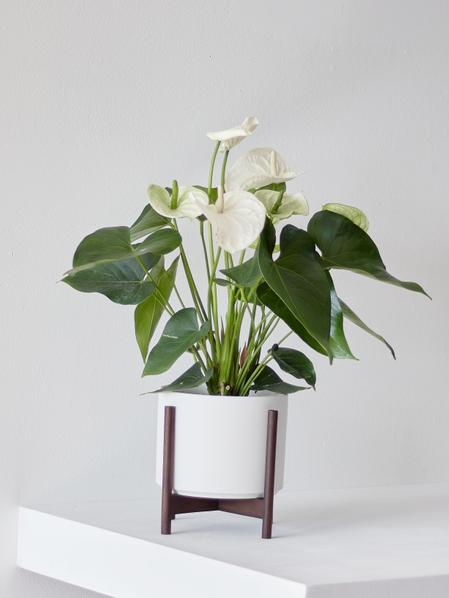 Anthurium - Queen of Spades