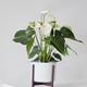 Anthurium - Queen of Spades